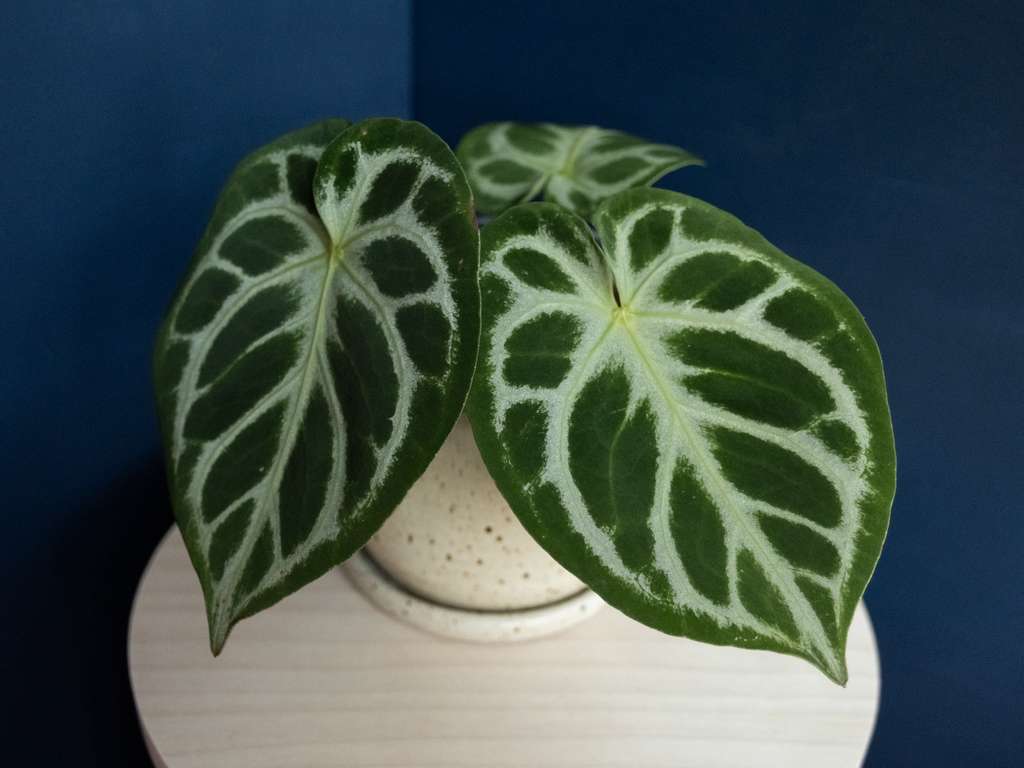 plants