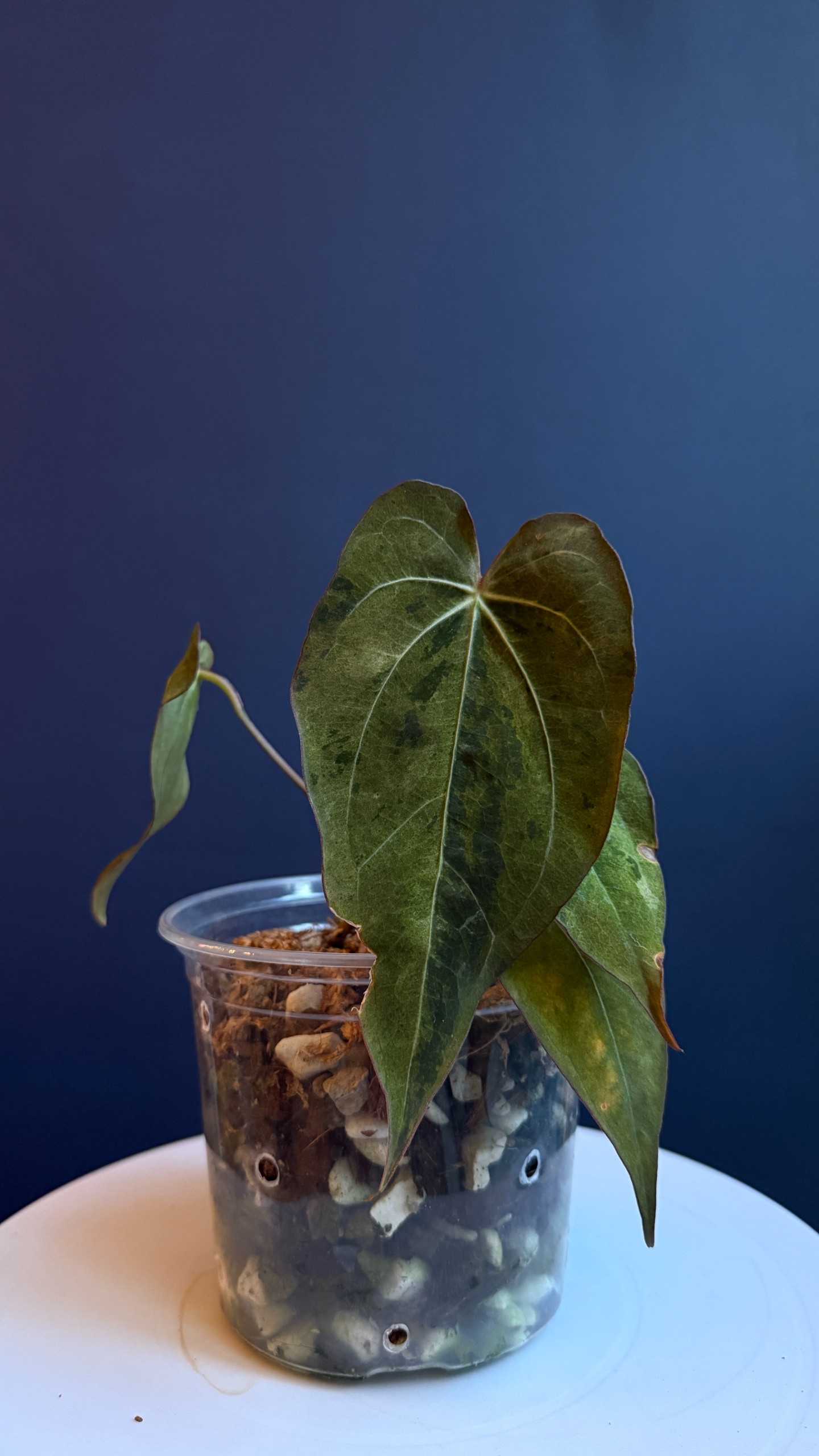 Anthurium Cherry Boom