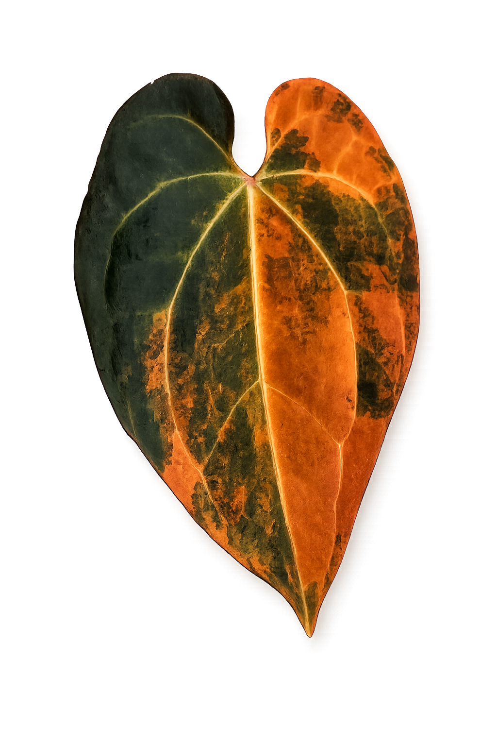 Anthurium Black Venom leaf