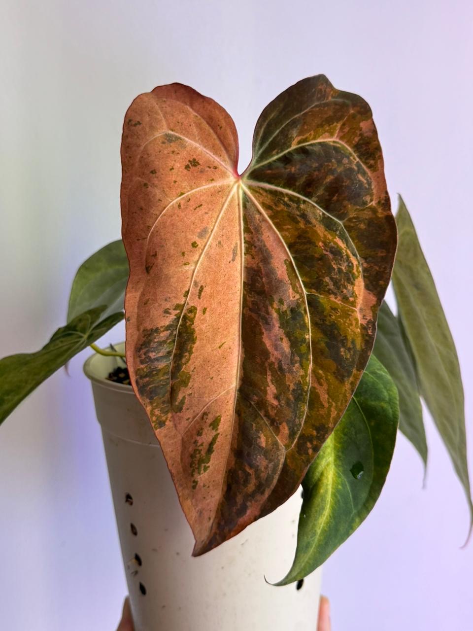 Anthurium Cherry Boom mother plant