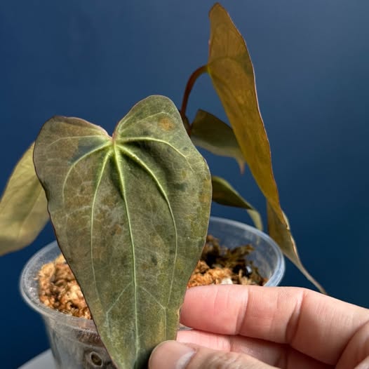 Anthurium Cherry Boom cutting leaf plant