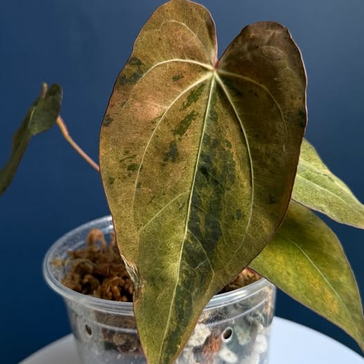 Anthurium Cherry Boom cutting leaf detail